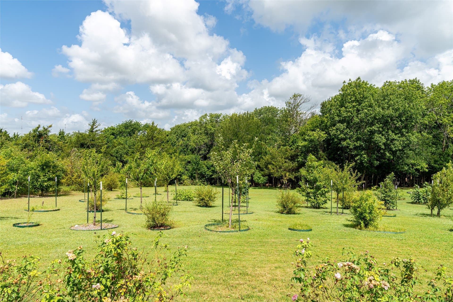 79.46 acres in Grayson County - photo 39