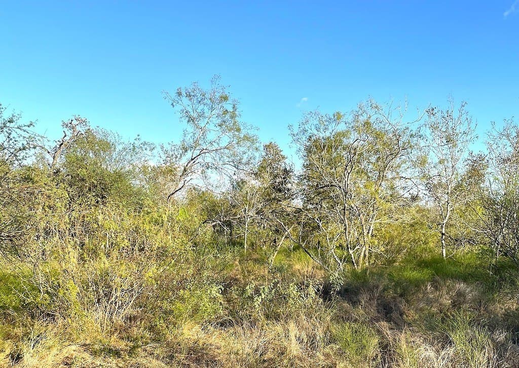55 acres in Gonzales County - photo 10