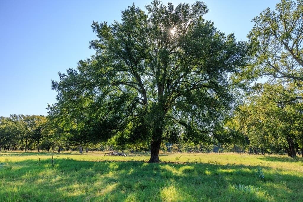 129.8 acres in Gillespie County - photo 69