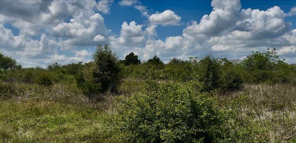 5.2 acres in Austin County gallery image 4