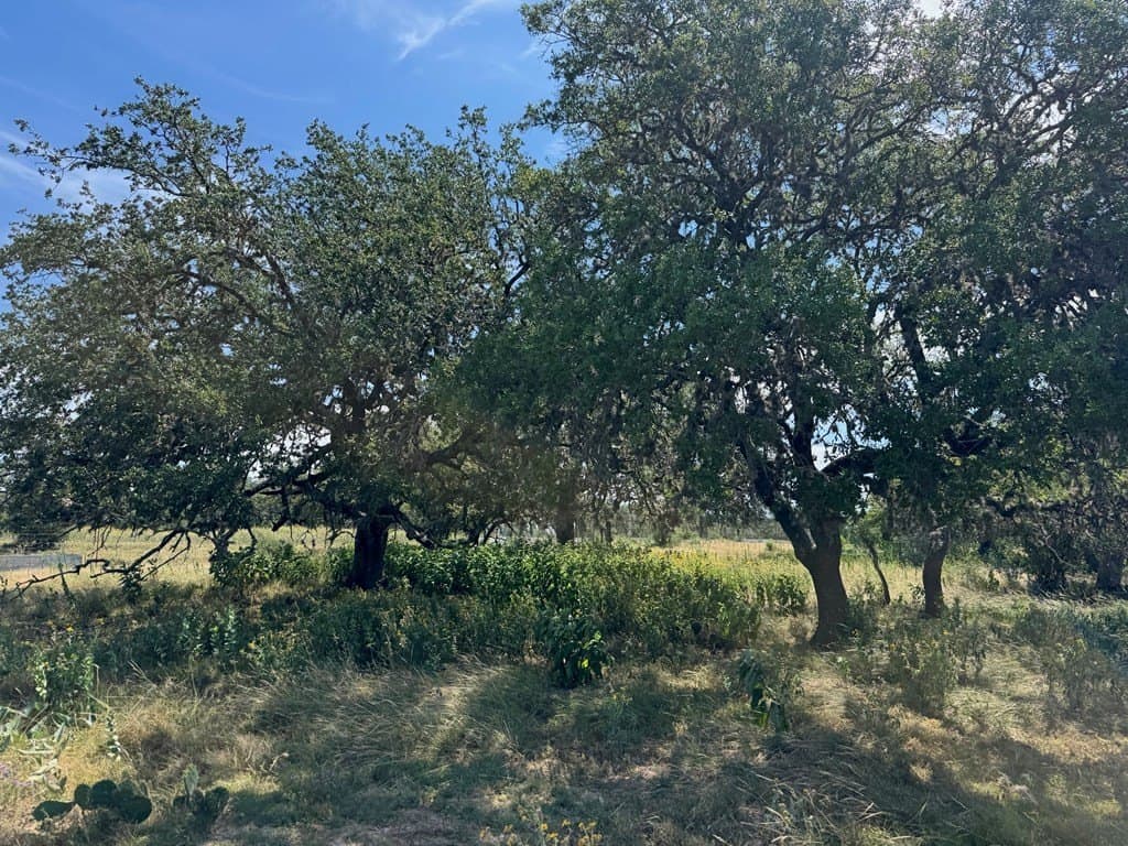 22.55 acres in Bandera County - photo 8