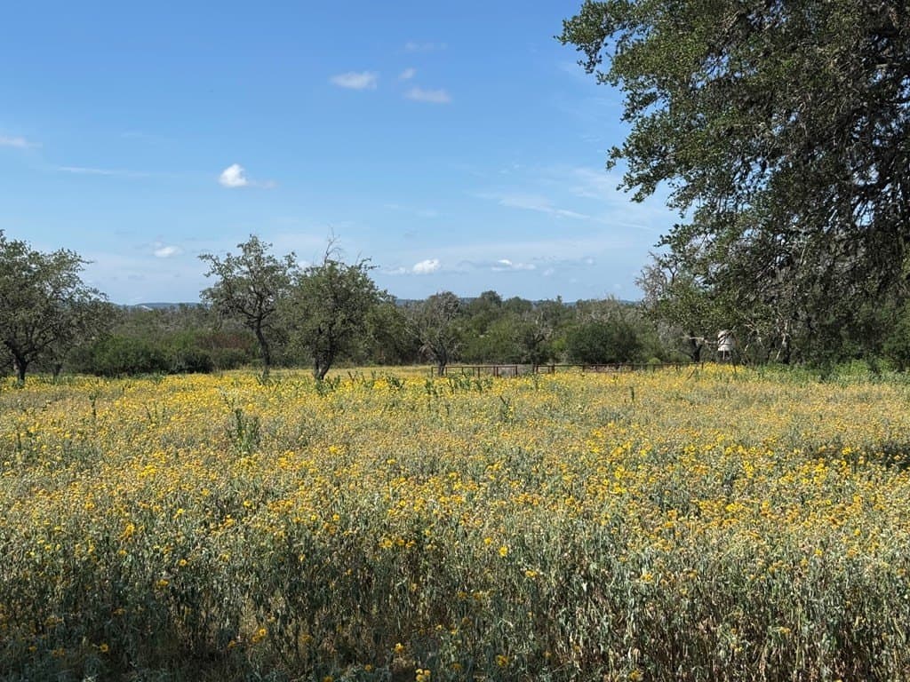 22.55 acres in Bandera County gallery image 3