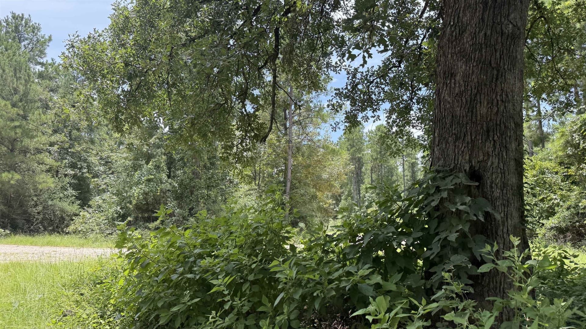 11.68 acres in Texas County - photo 4