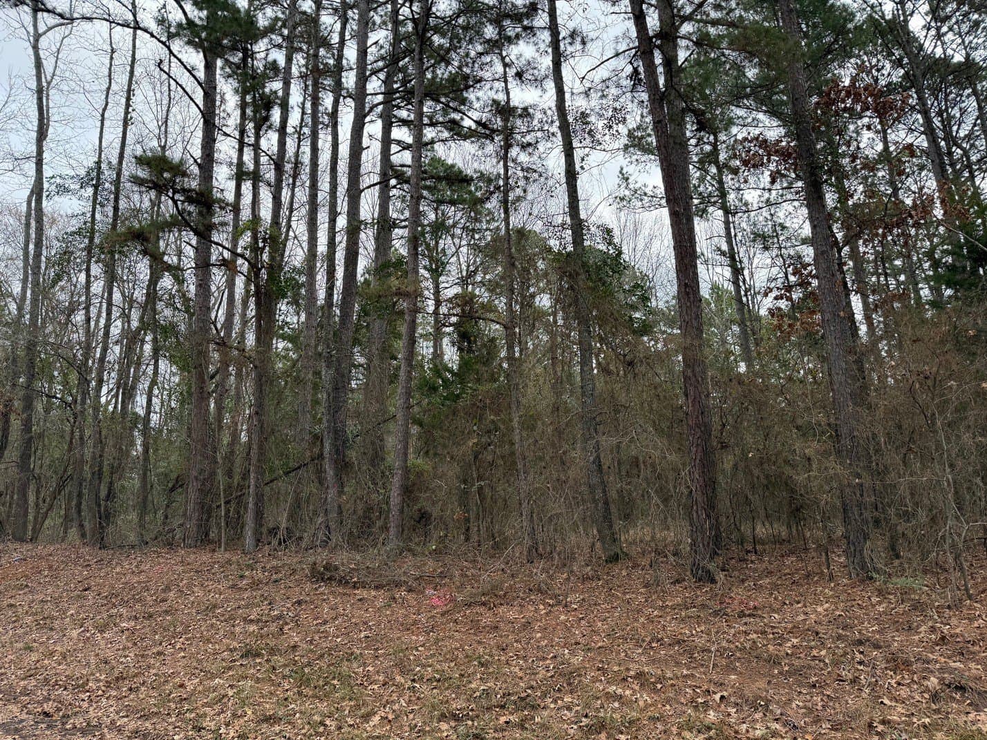 23.68 acres in Wood County - photo 15
