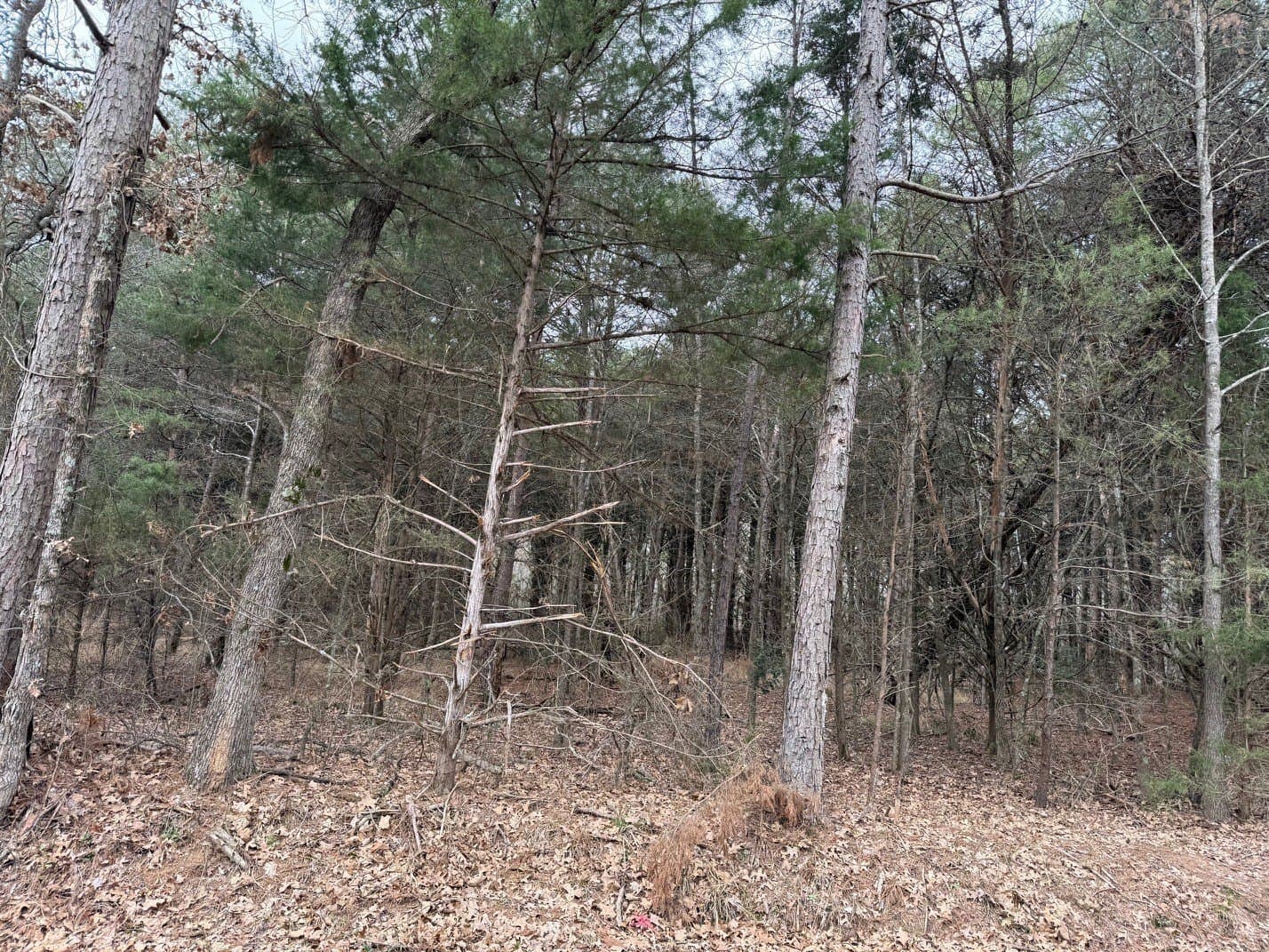 23.68 acres in Wood County - photo 20