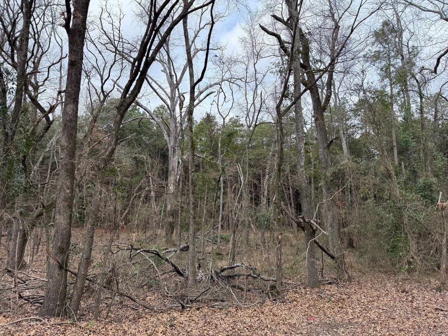 23.68 acres in Wood County - photo 19