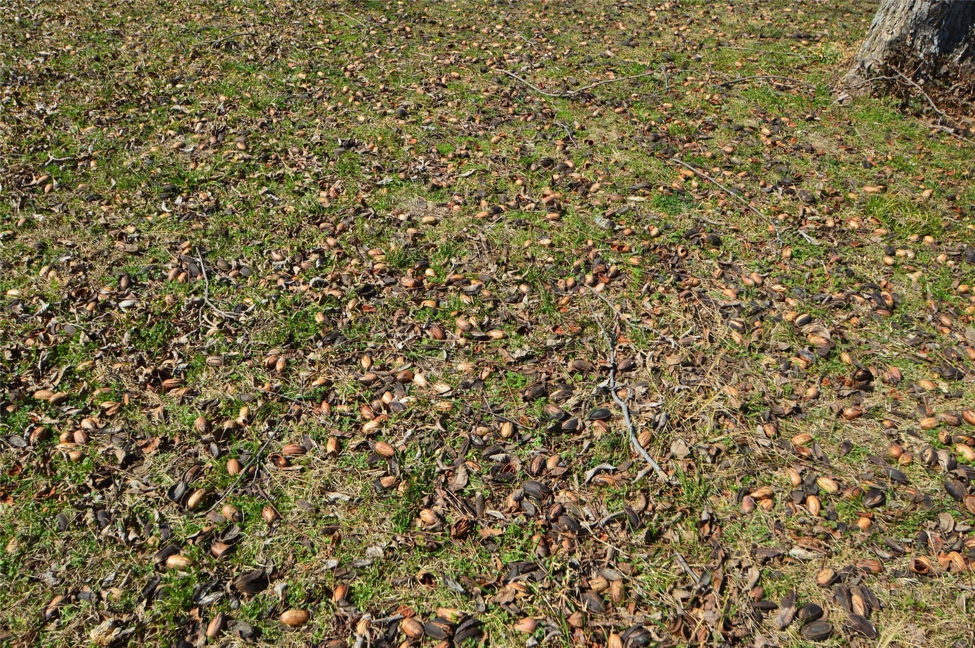 10.23 acres in Rains County - photo 21