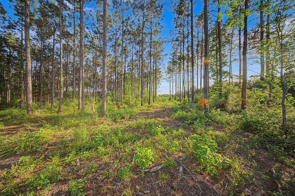 10.13 acres in Texas County - photo 10