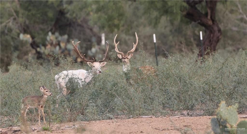 81.67 acres in Starr County - photo 25