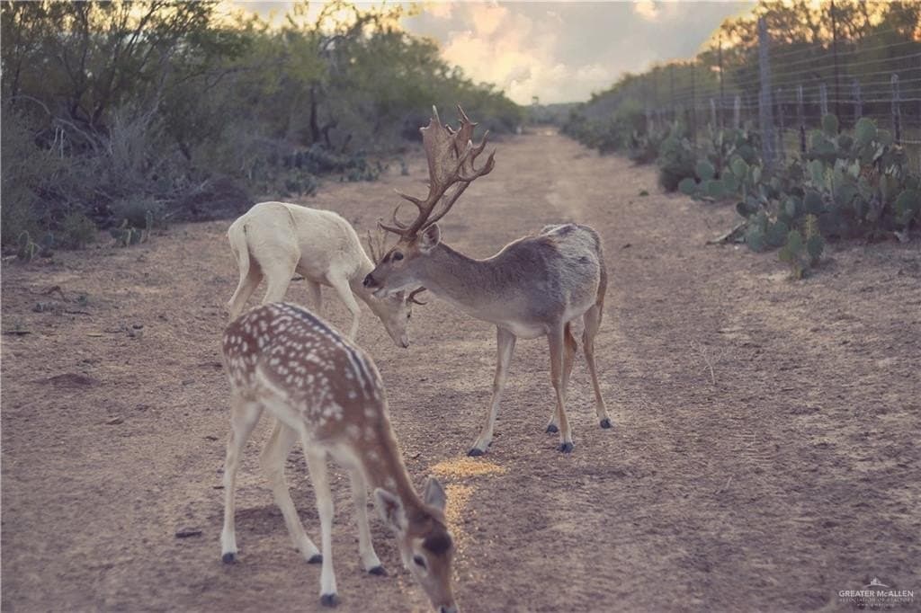 81.67 acres in Starr County - photo 28