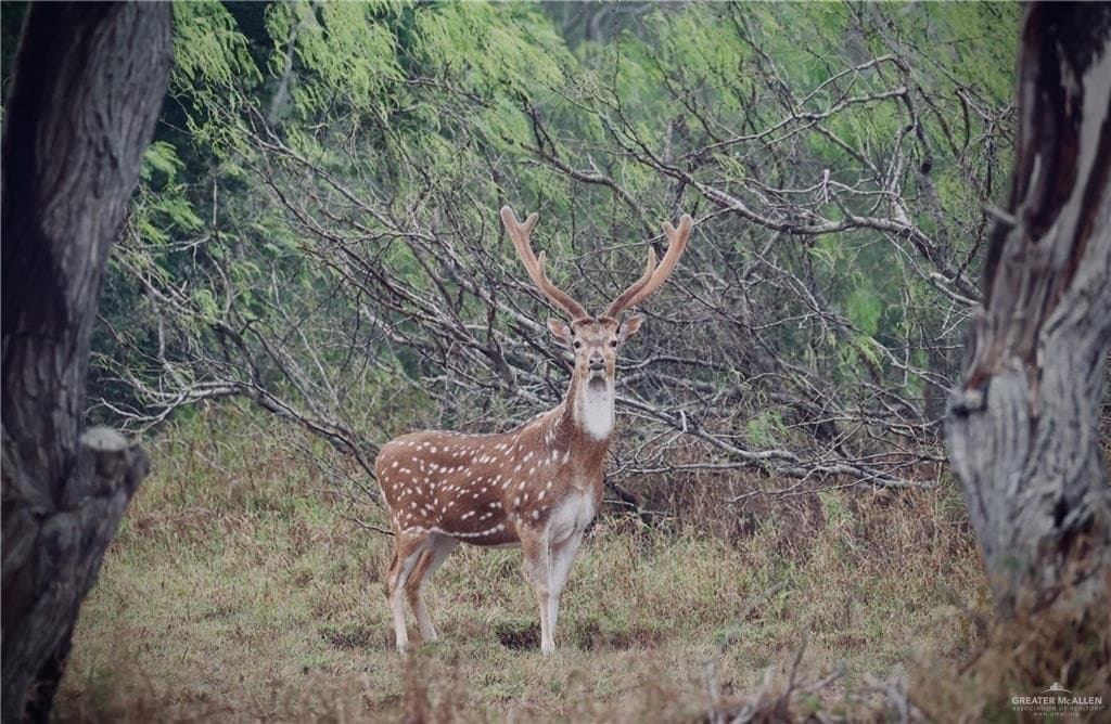 81.67 acres in Starr County - photo 22