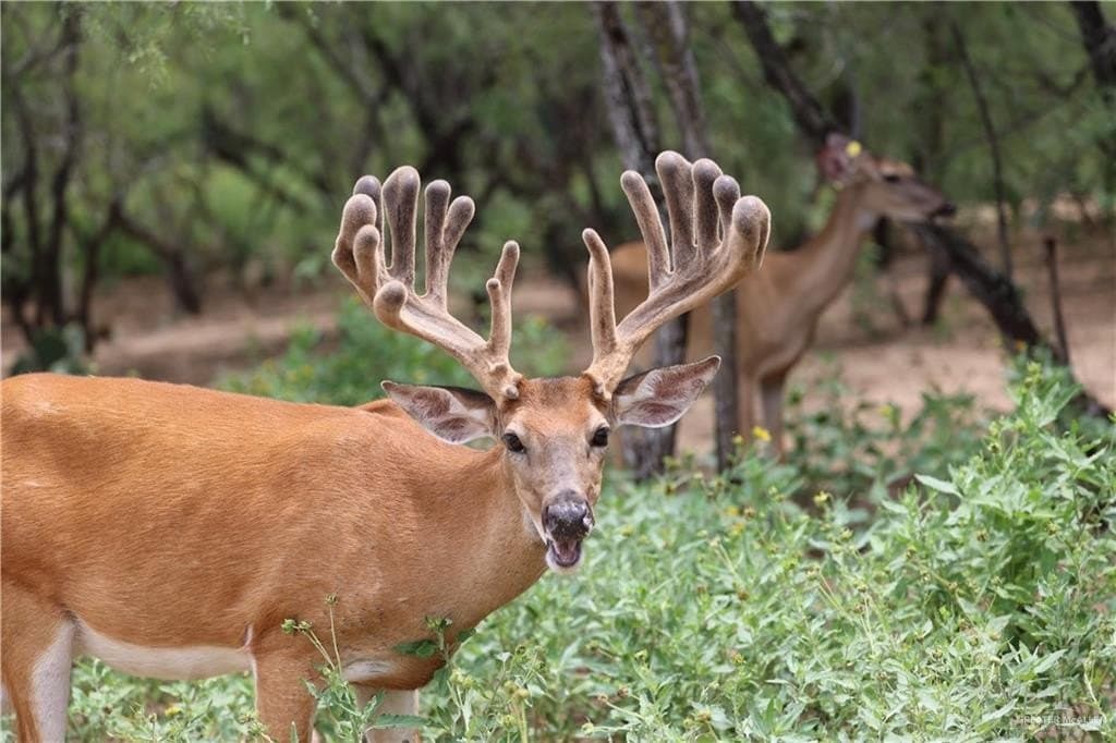 81.67 acres in Starr County - photo 32