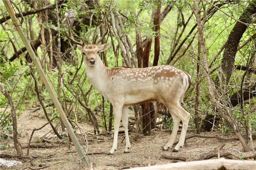 81.67 acres in Starr County - photo 29