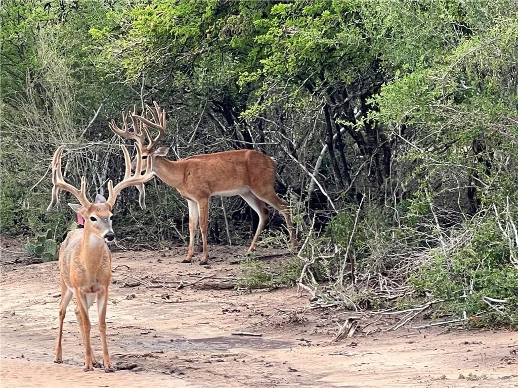 81.67 acres in Starr County - photo 33