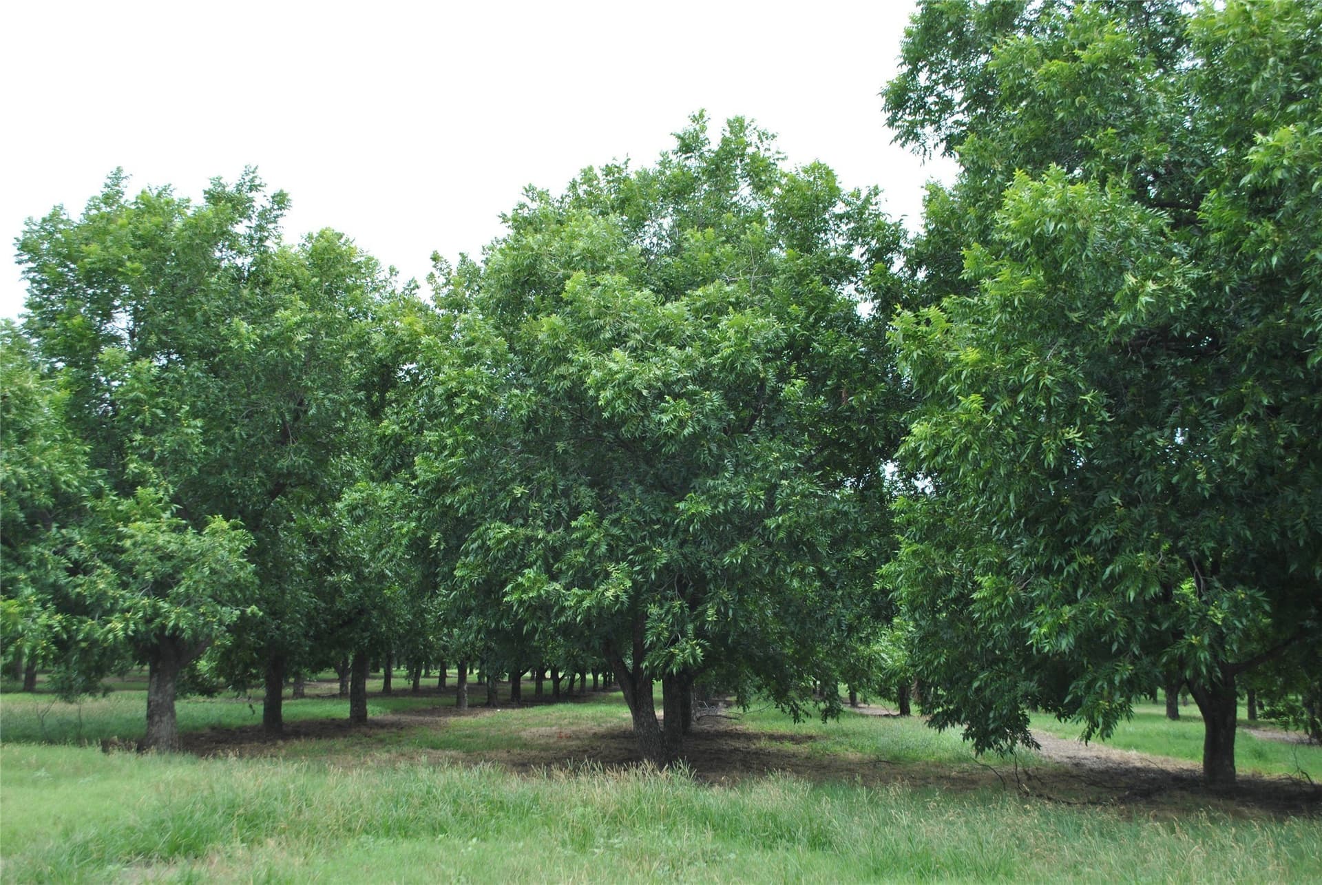 73.82 acres in Comanche County - photo 7