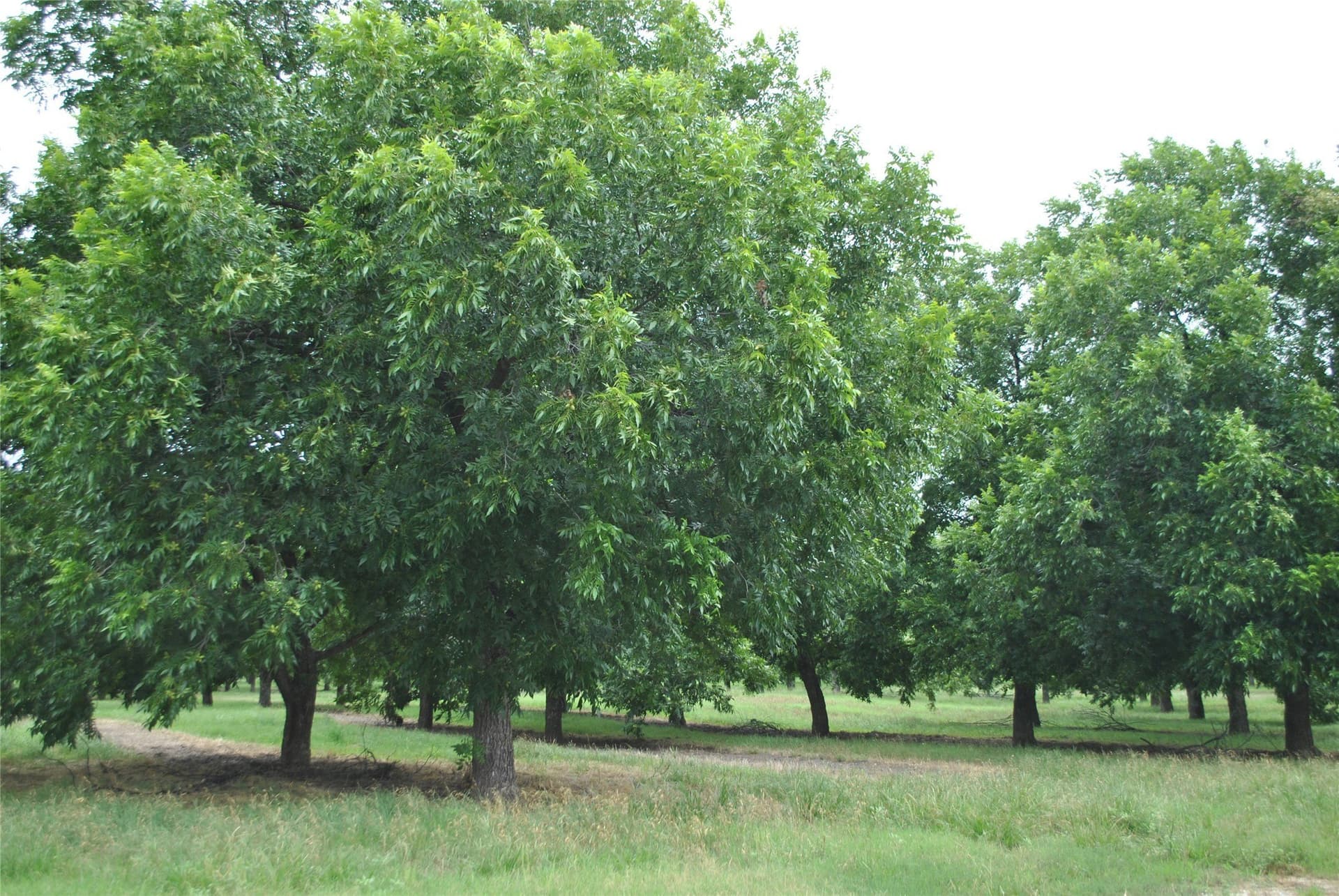 73.82 acres in Comanche County - photo 6
