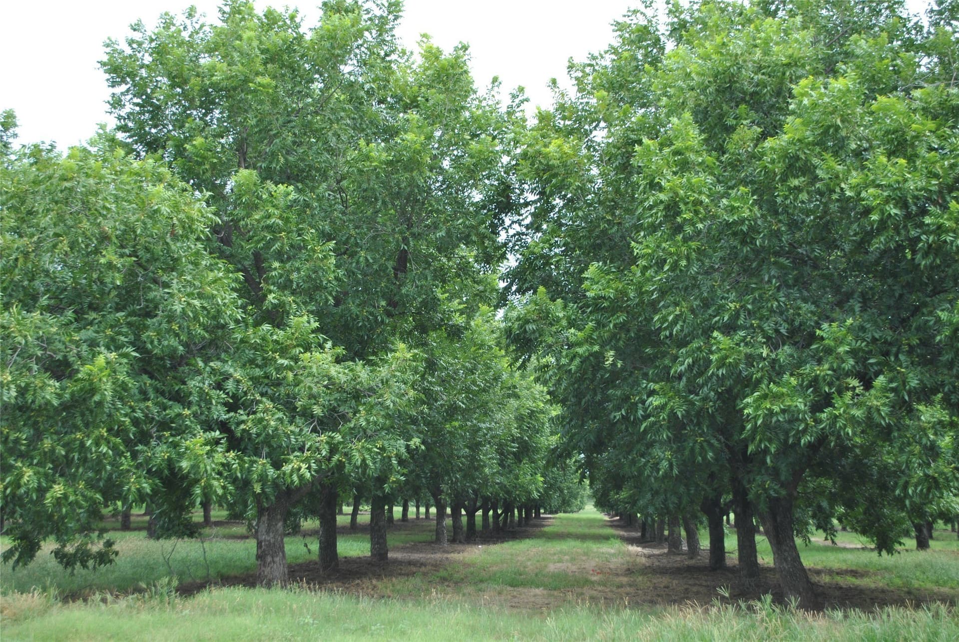 73.82 acres in Comanche County - photo 35