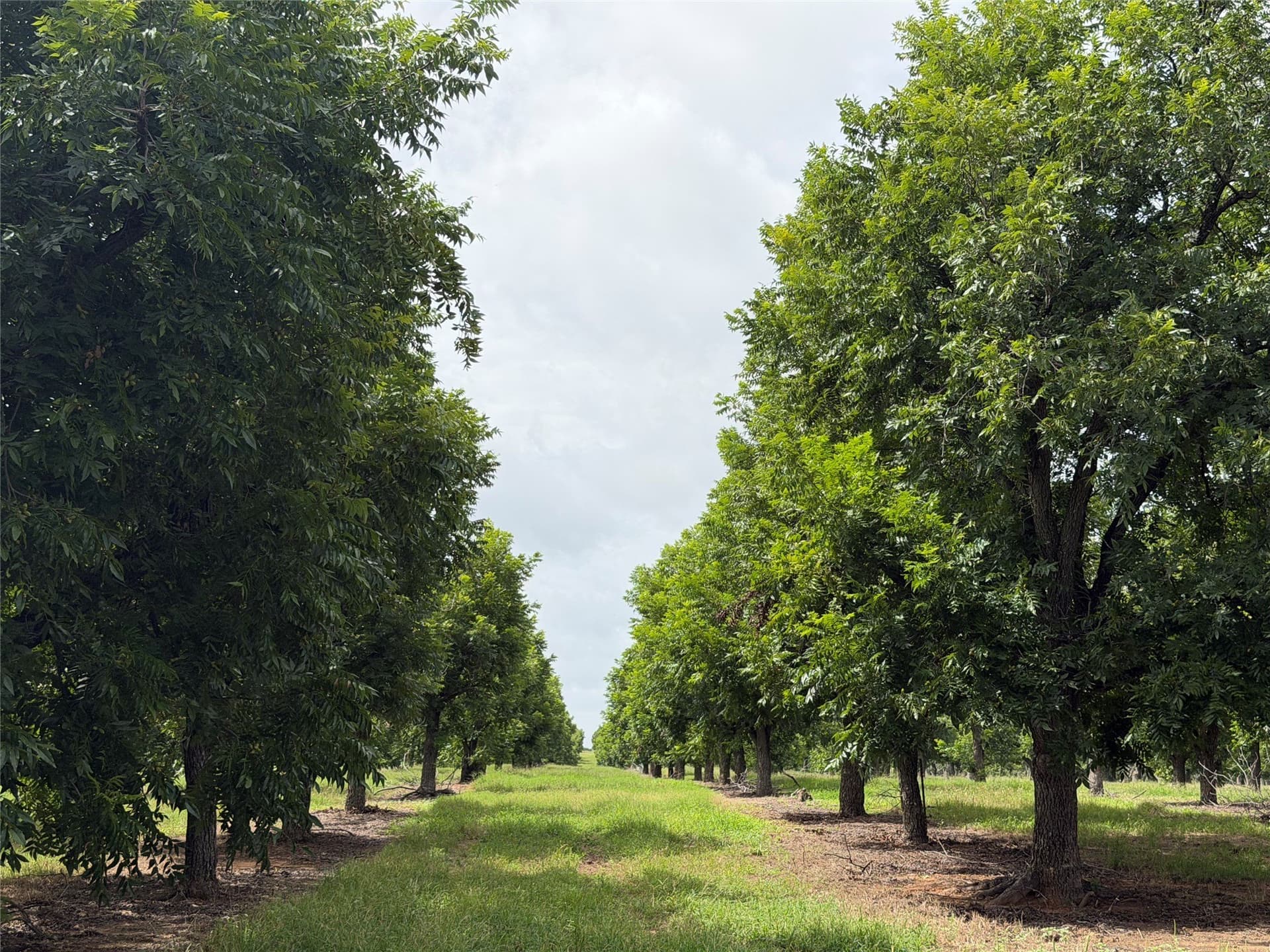 73.82 acres in Comanche County - photo 9