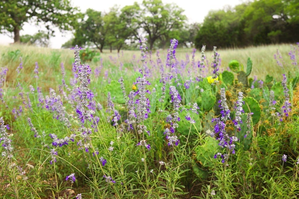 5.04 acres in Gillespie County gallery image 4