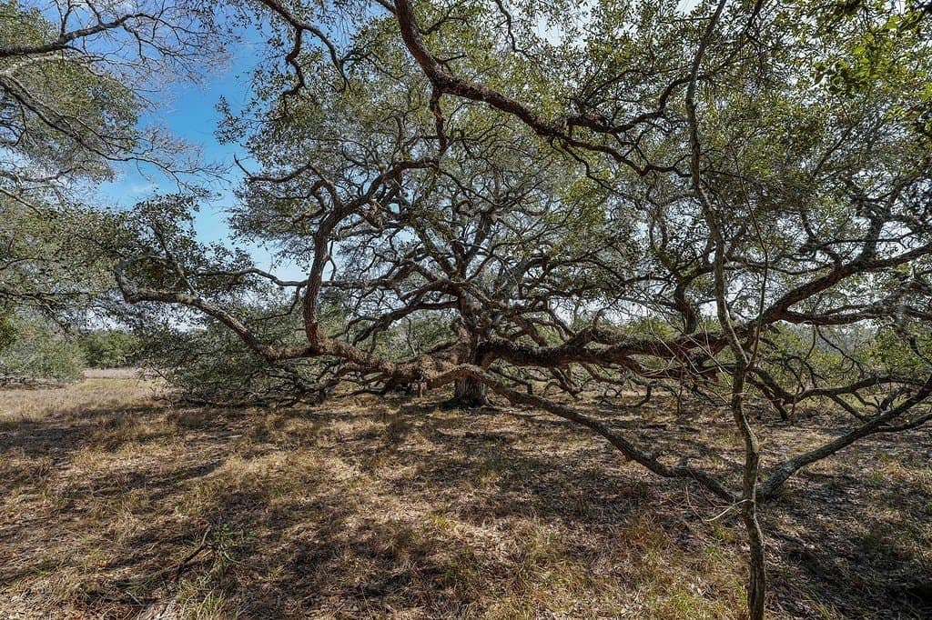 306.03 acres in Wharton County gallery image 3