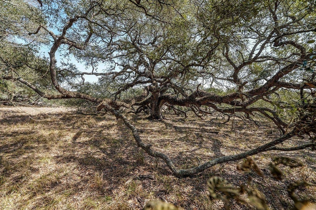 306.03 acres in Wharton County gallery image 2