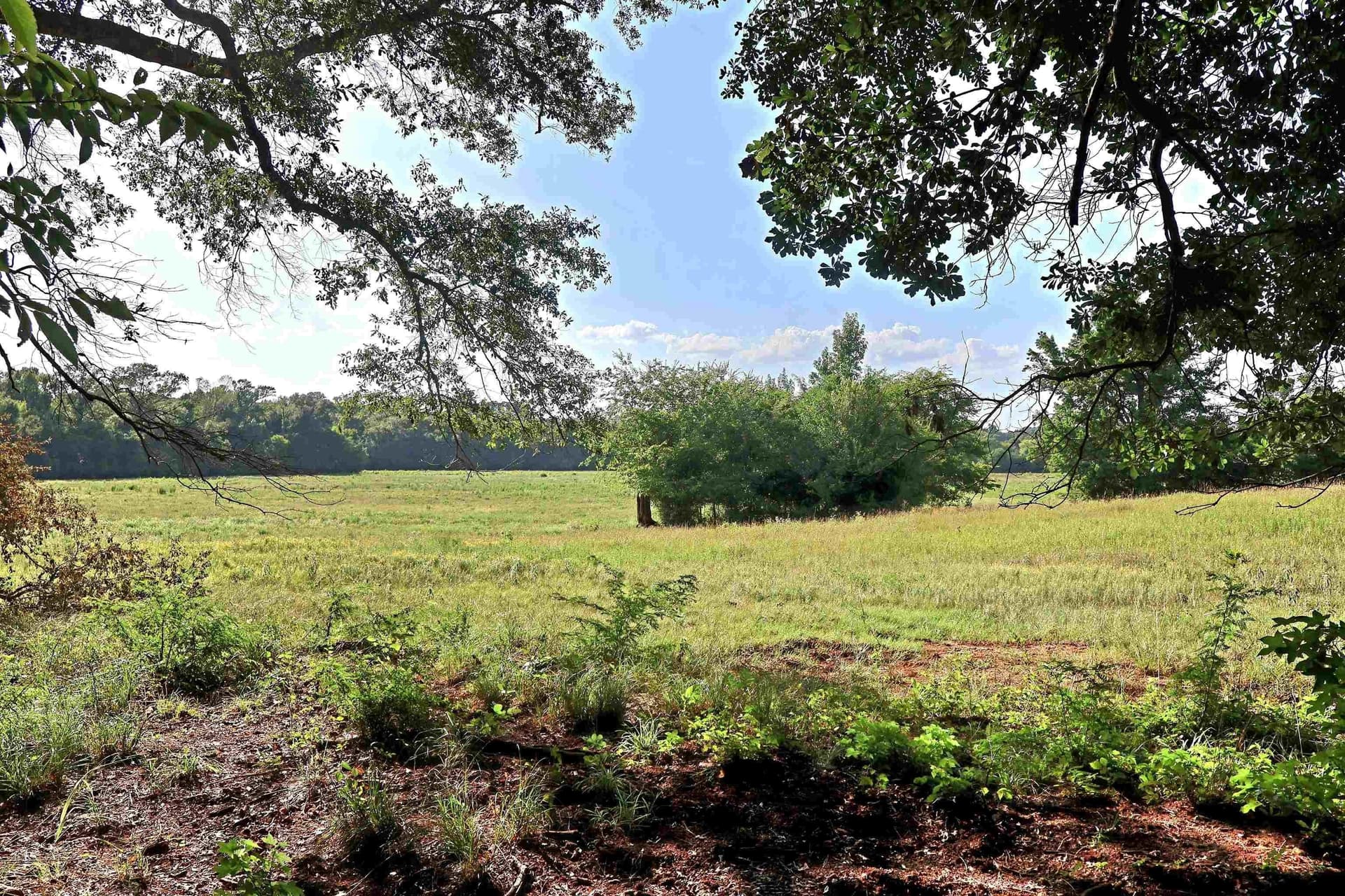 50 acres in Smith County gallery image 2