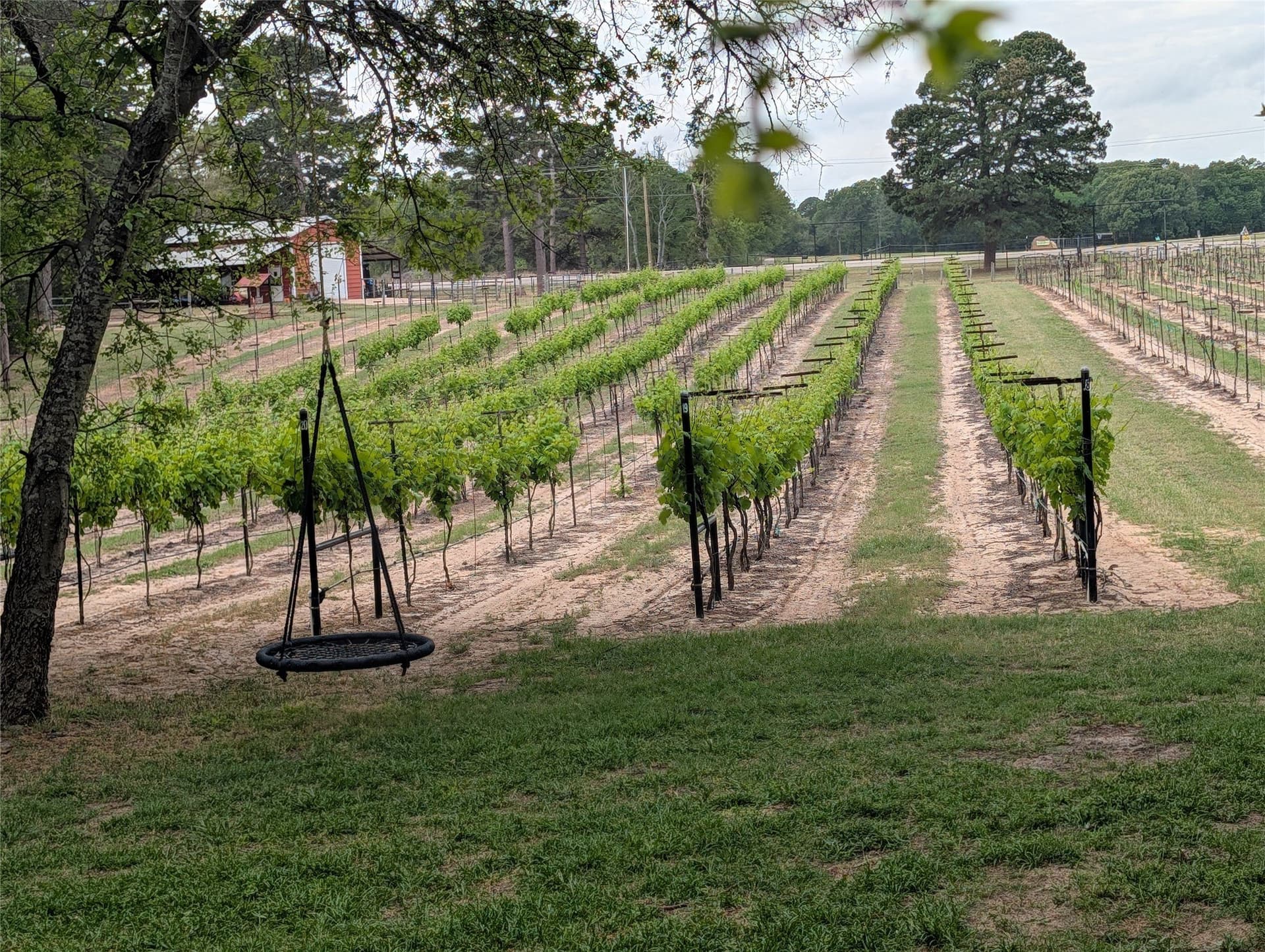 24.82 acres in Smith County - photo 27