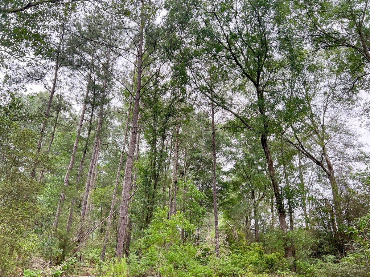 341 acres in Angelina County - photo 4