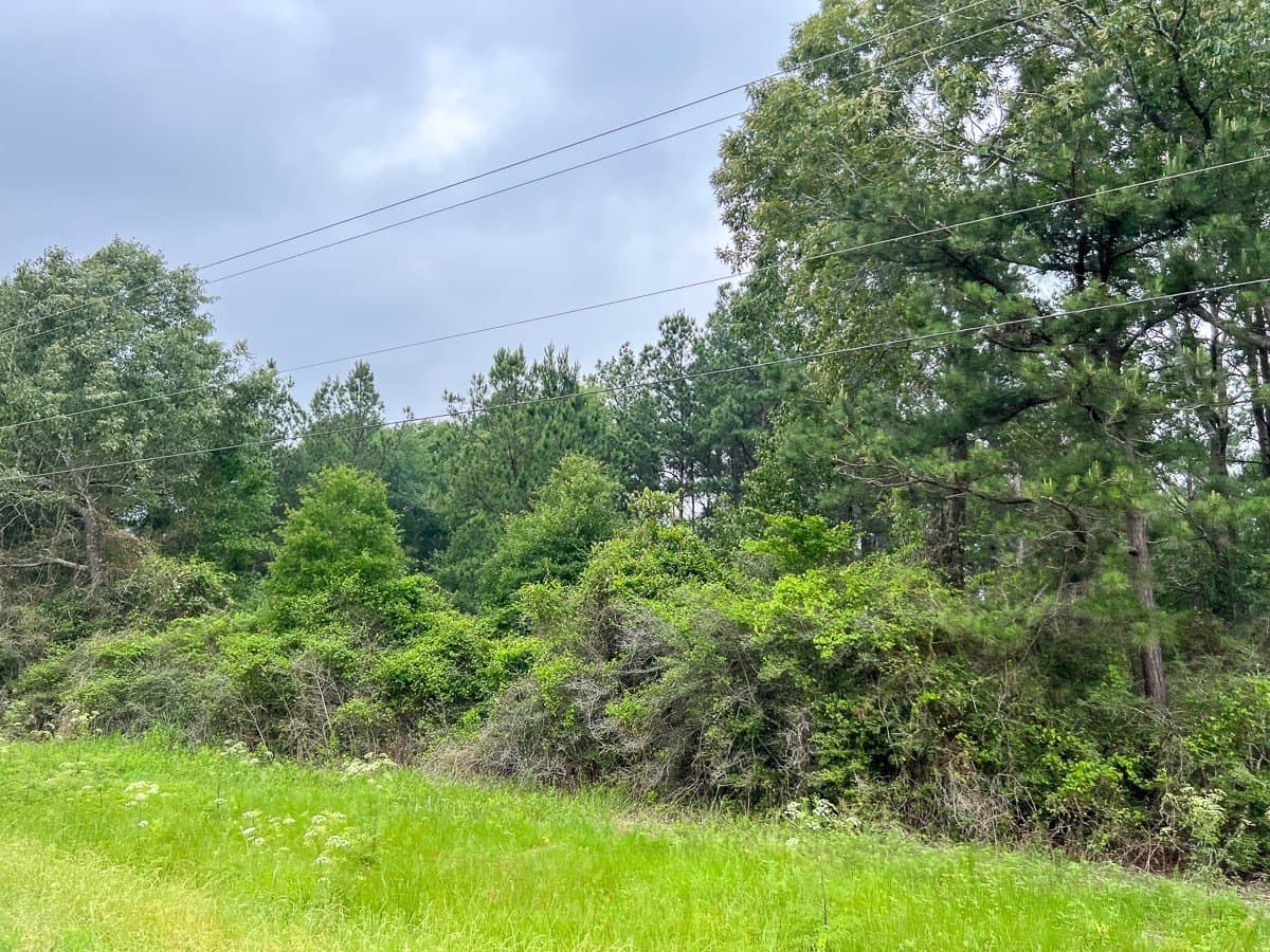341 acres in Angelina County - photo 10