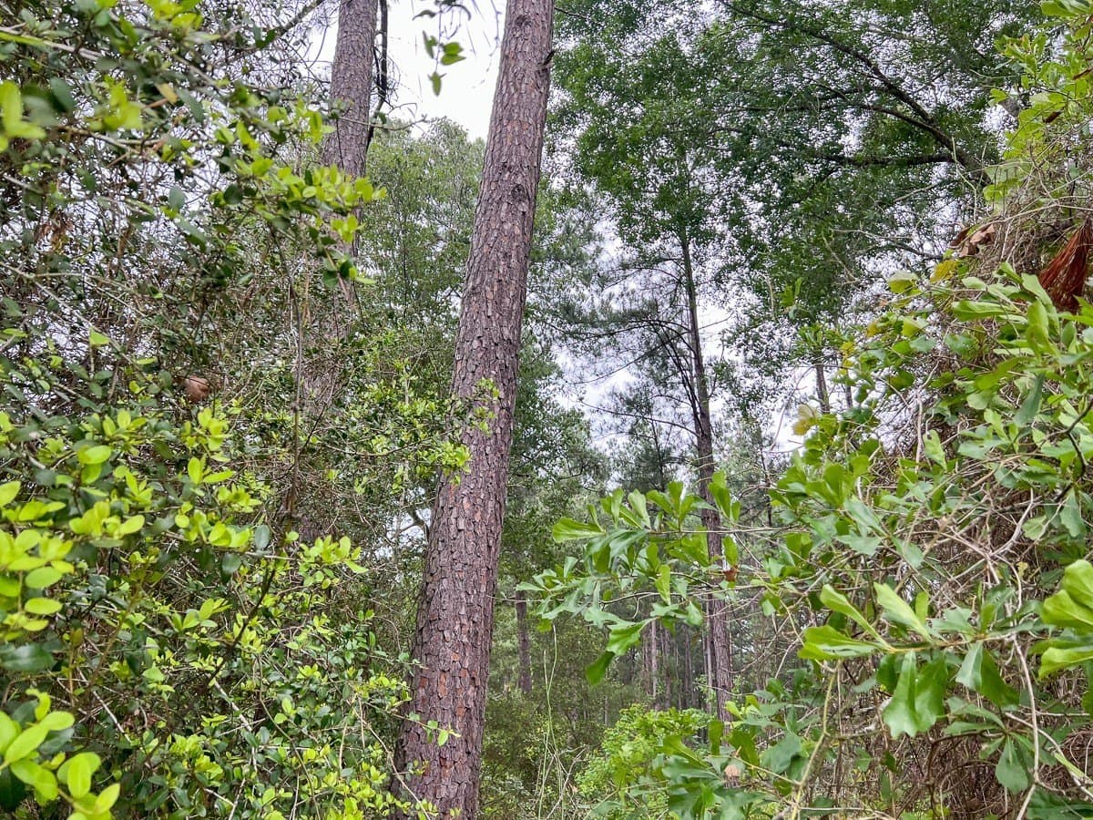 341 acres in Angelina County - photo 8