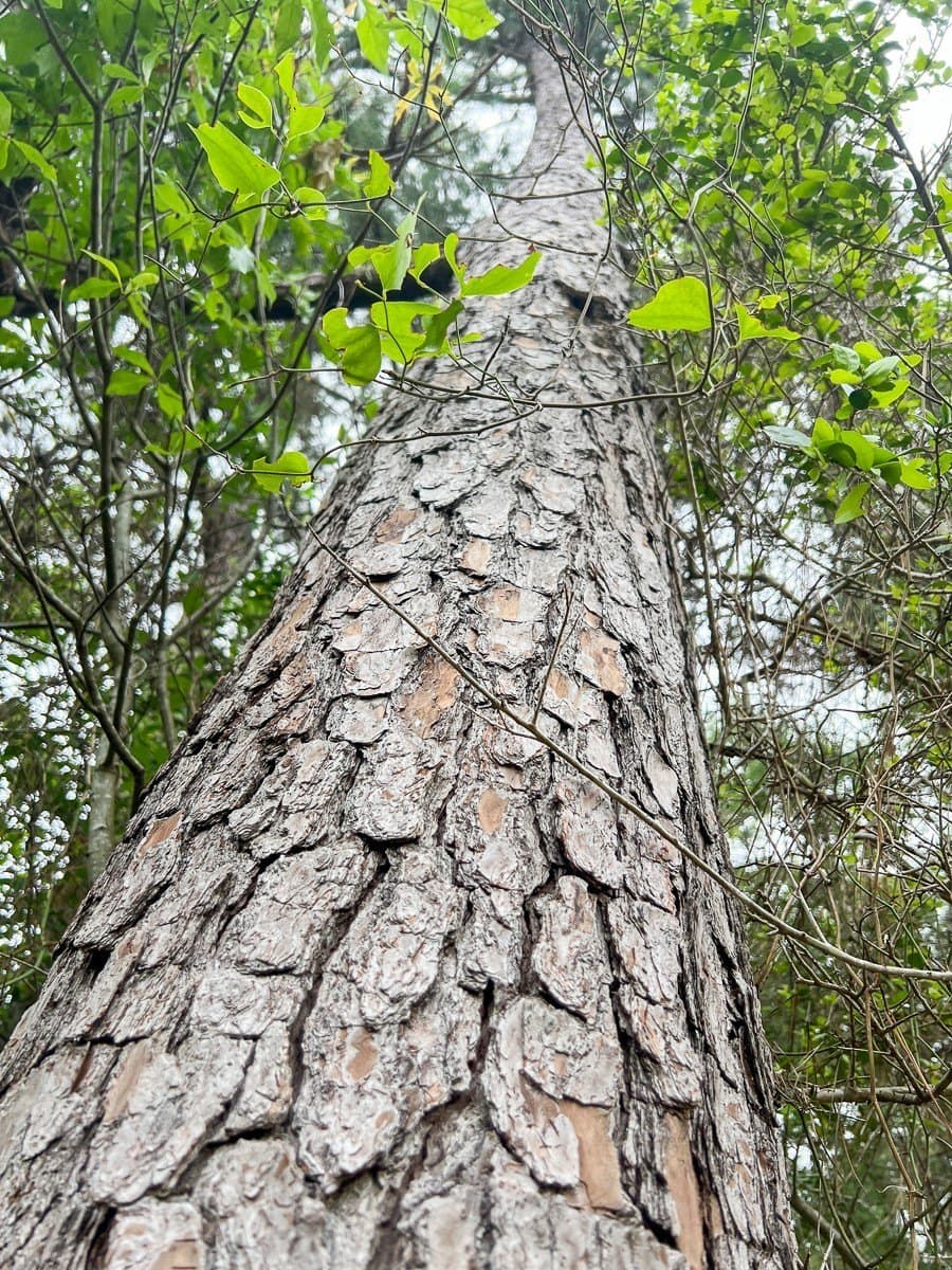 341 acres in Angelina County - photo 7