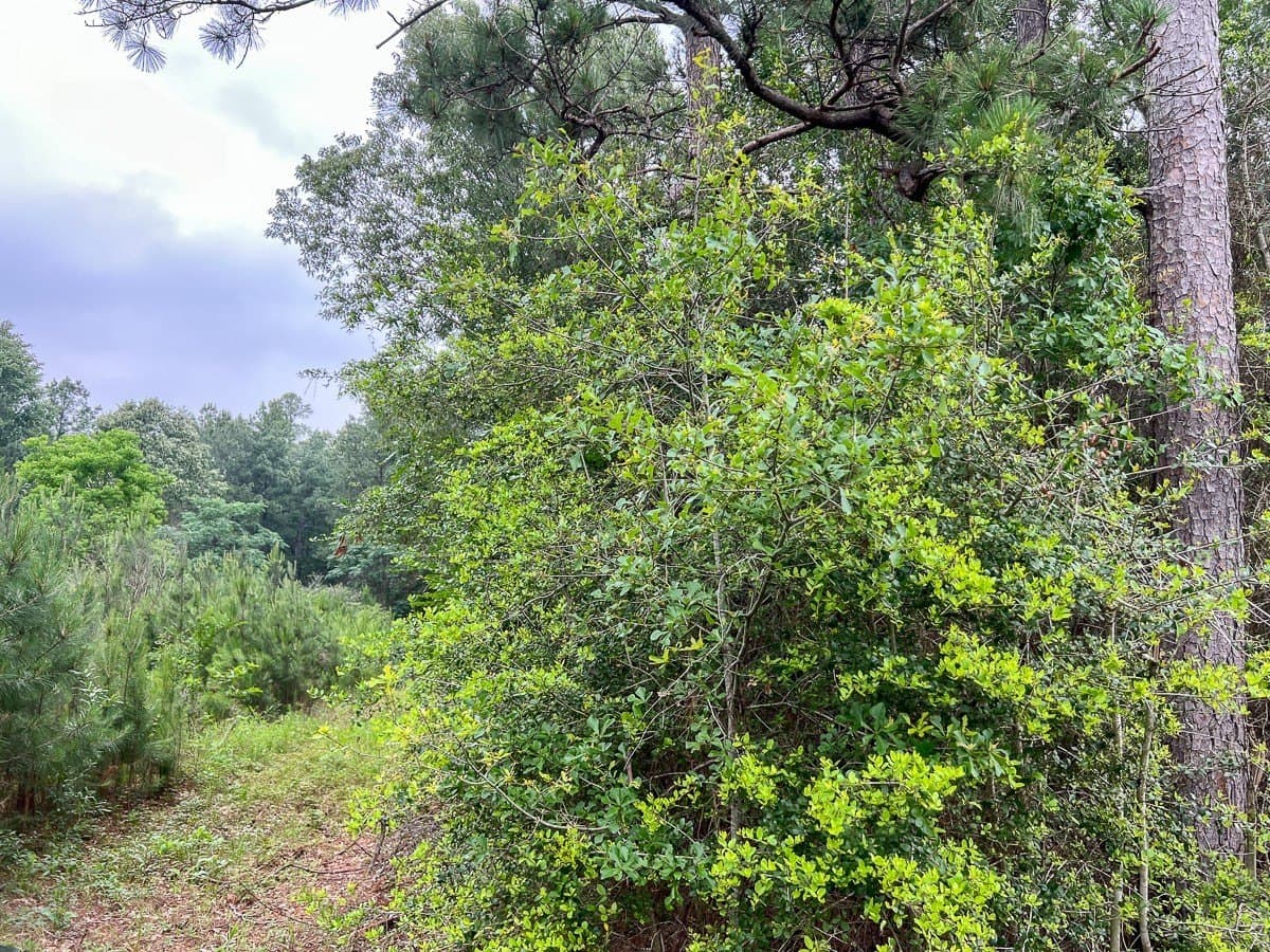 341 acres in Angelina County - photo 2
