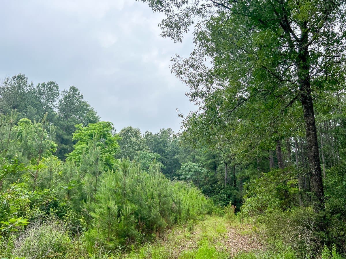 341 acres in Angelina County - photo 5