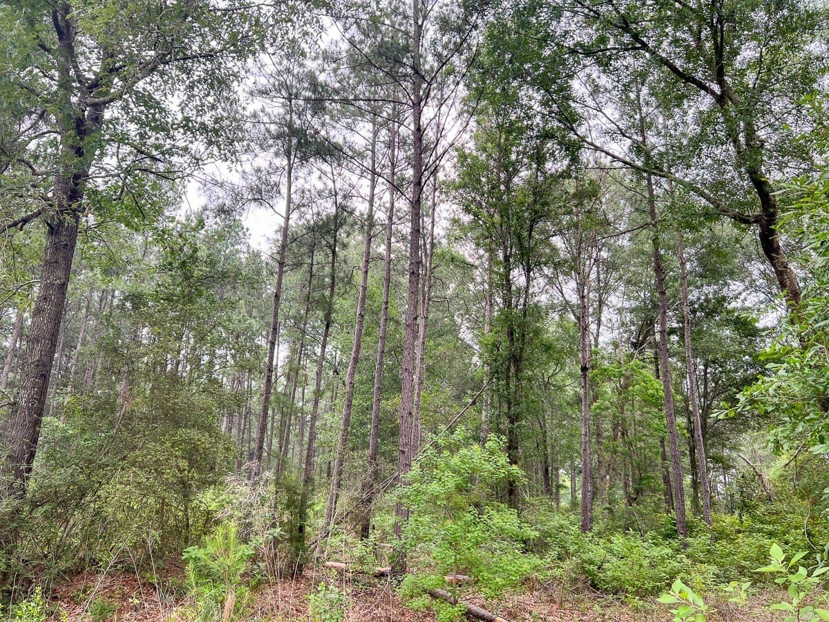 341 acres in Angelina County - photo 6