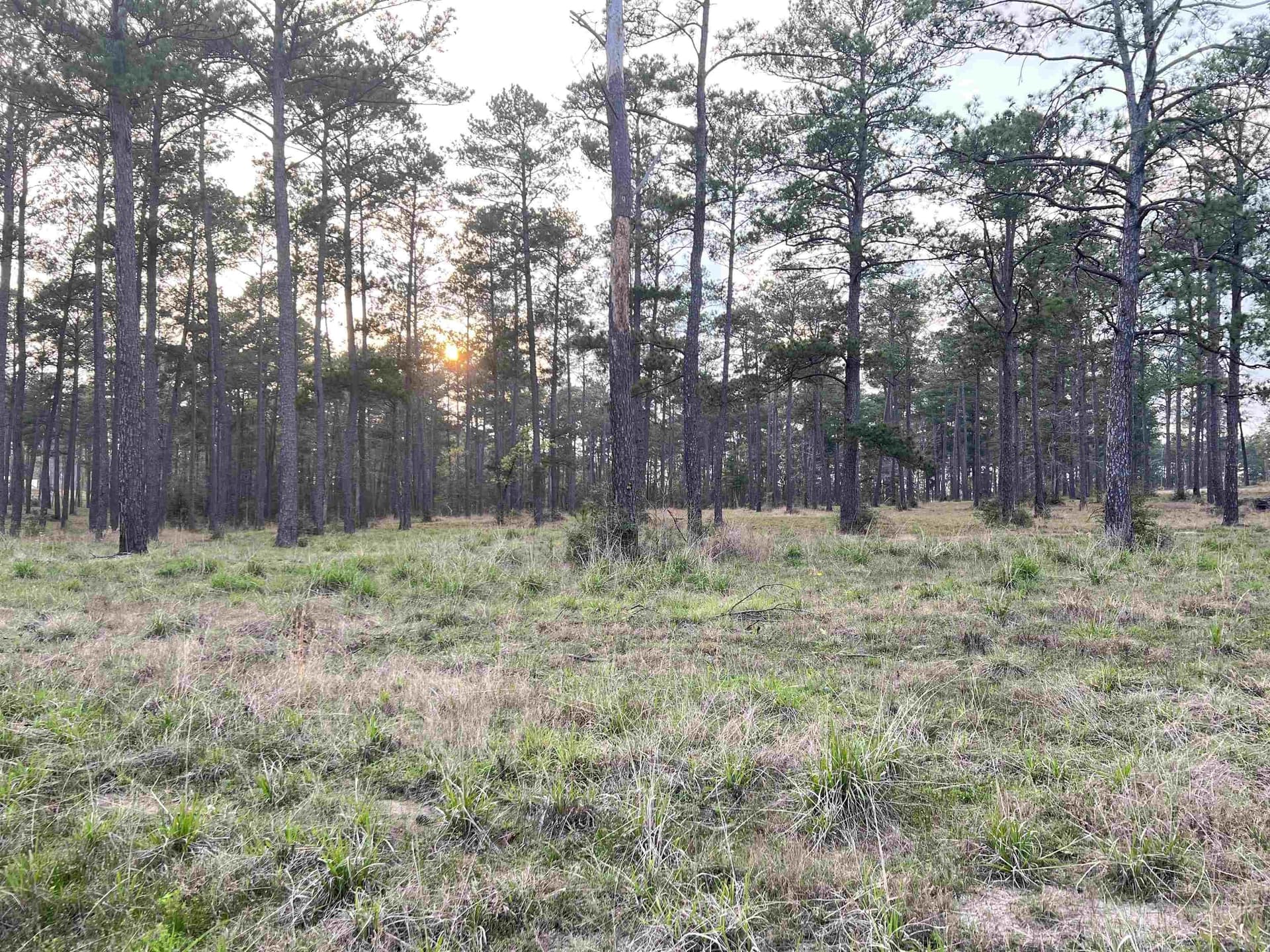 2.15 acres in Texas County featured view