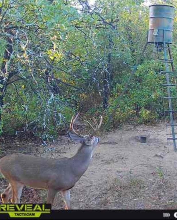 17.23 acres in Callahan County featured view