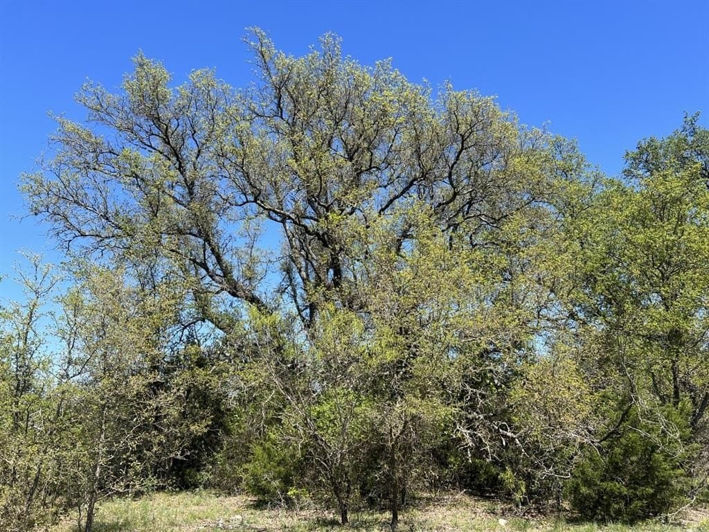 17.23 acres in Callahan County gallery image 3