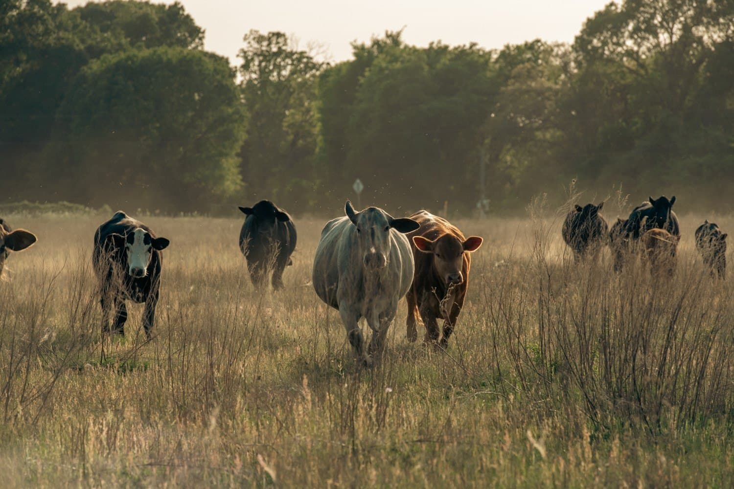257 acres in Henderson County - photo 34