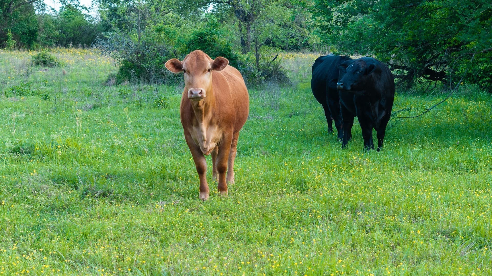257 acres in Henderson County - photo 27