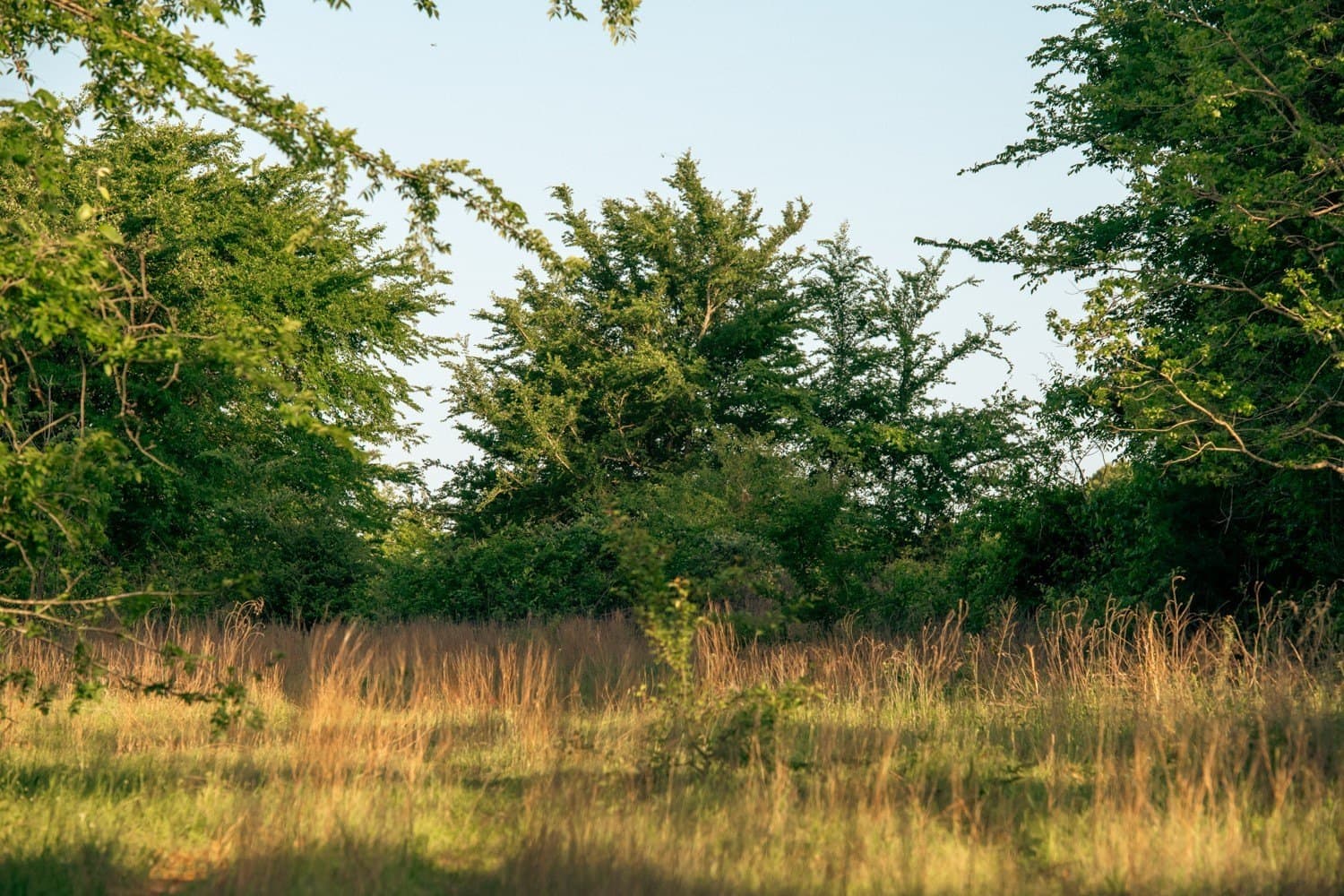 257 acres in Henderson County - photo 33