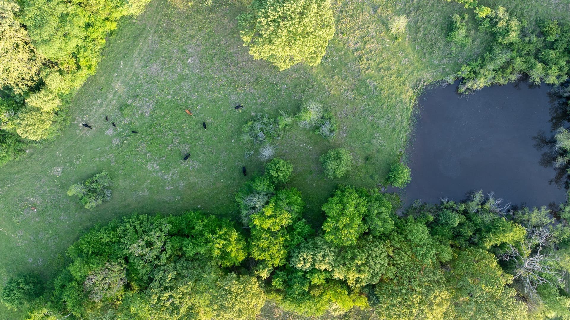 257 acres in Henderson County - photo 21