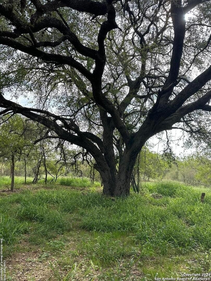 10.51 acres in Bexar County gallery image 2