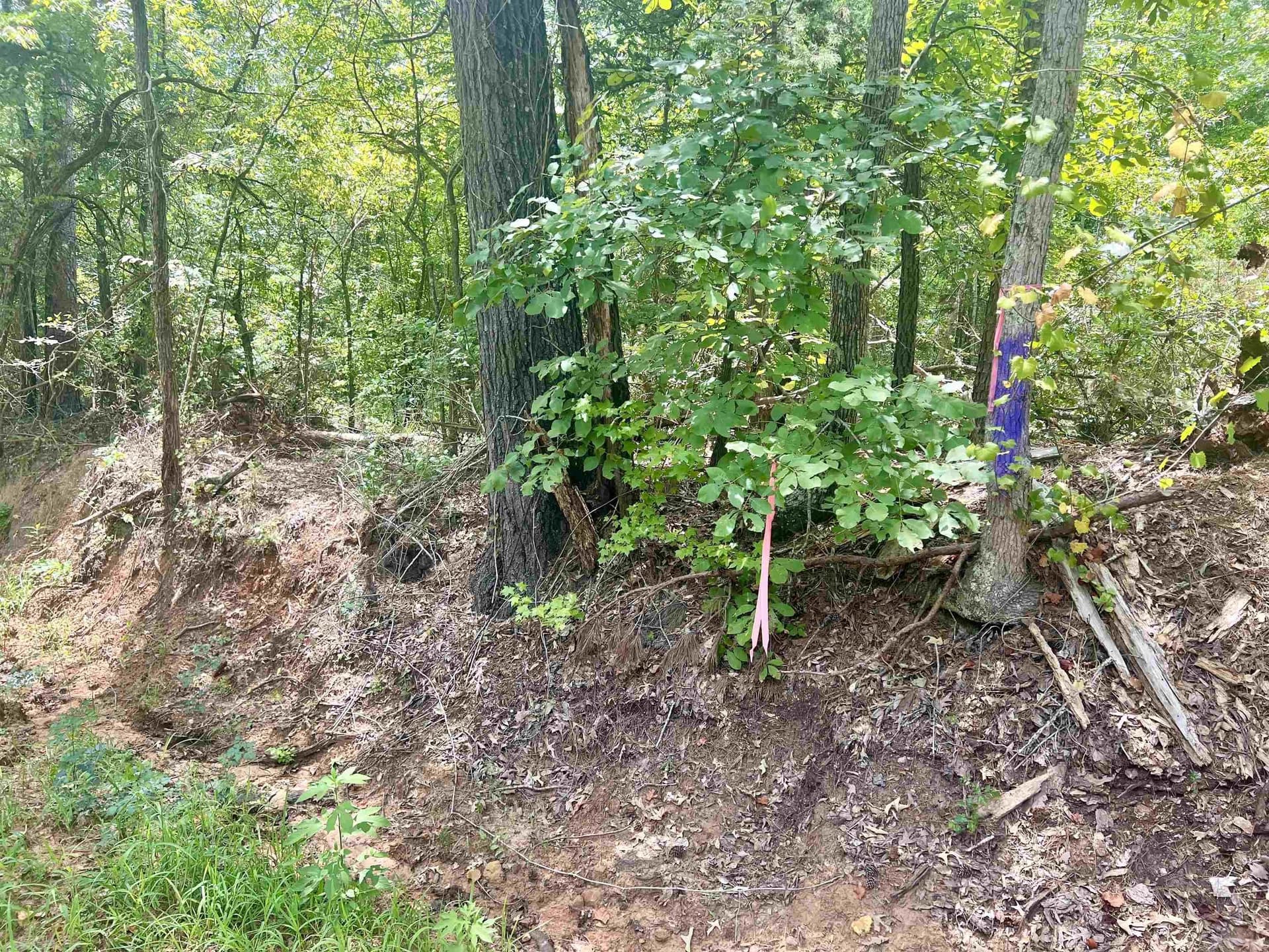 3.6 acres in Rusk County featured view