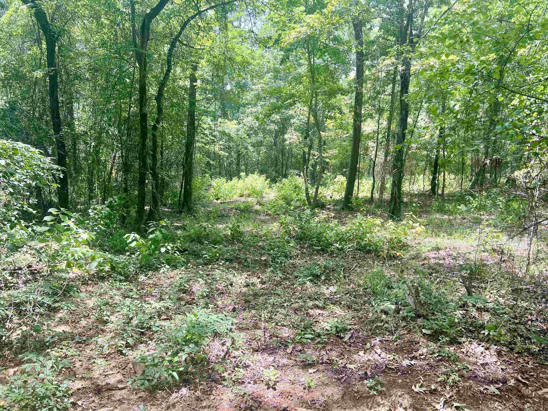 3.6 acres in Rusk County gallery image 3