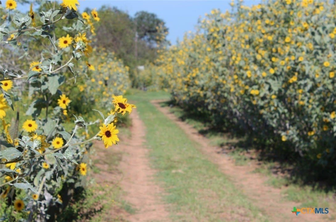 1 acres in Gonzales County - photo 14