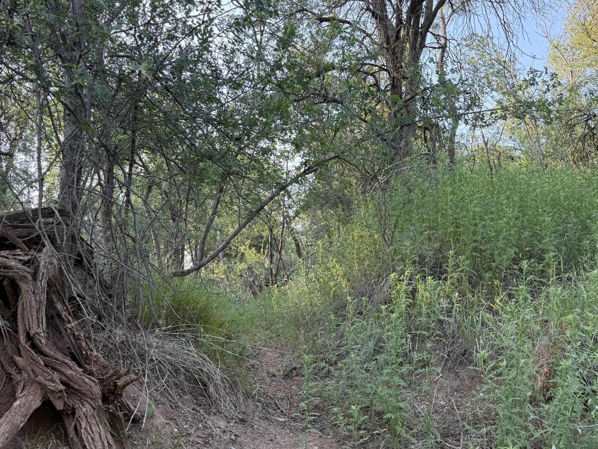 149 acres in Scurry County - photo 28