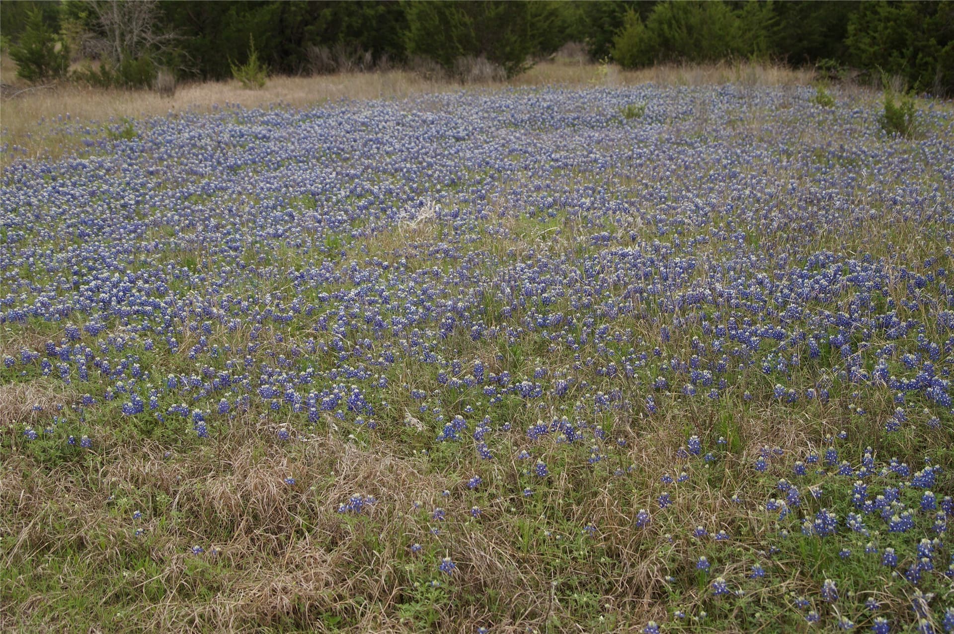 44.94 acres in Dallas County - photo 24