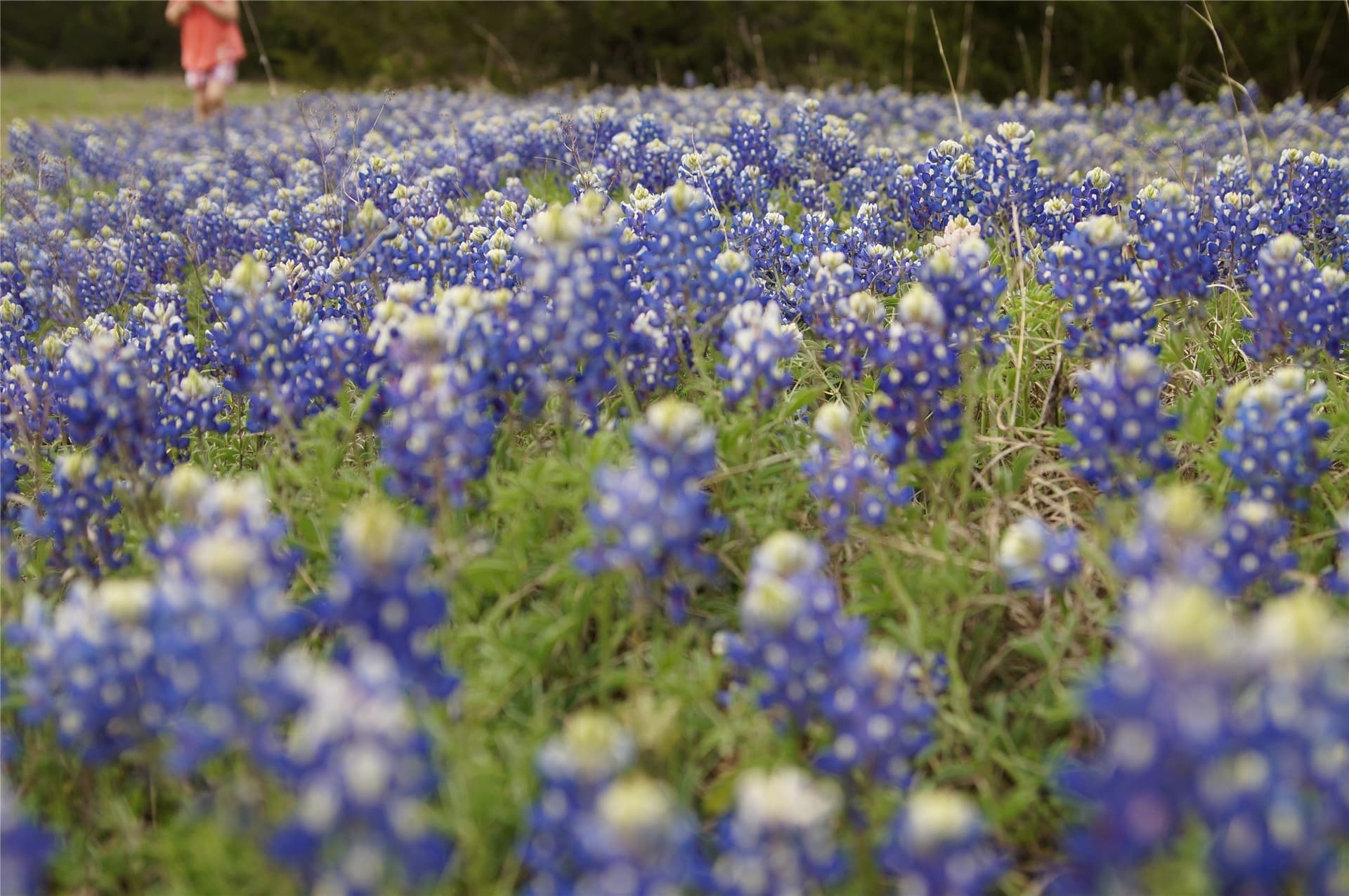 44.94 acres in Dallas County - photo 23