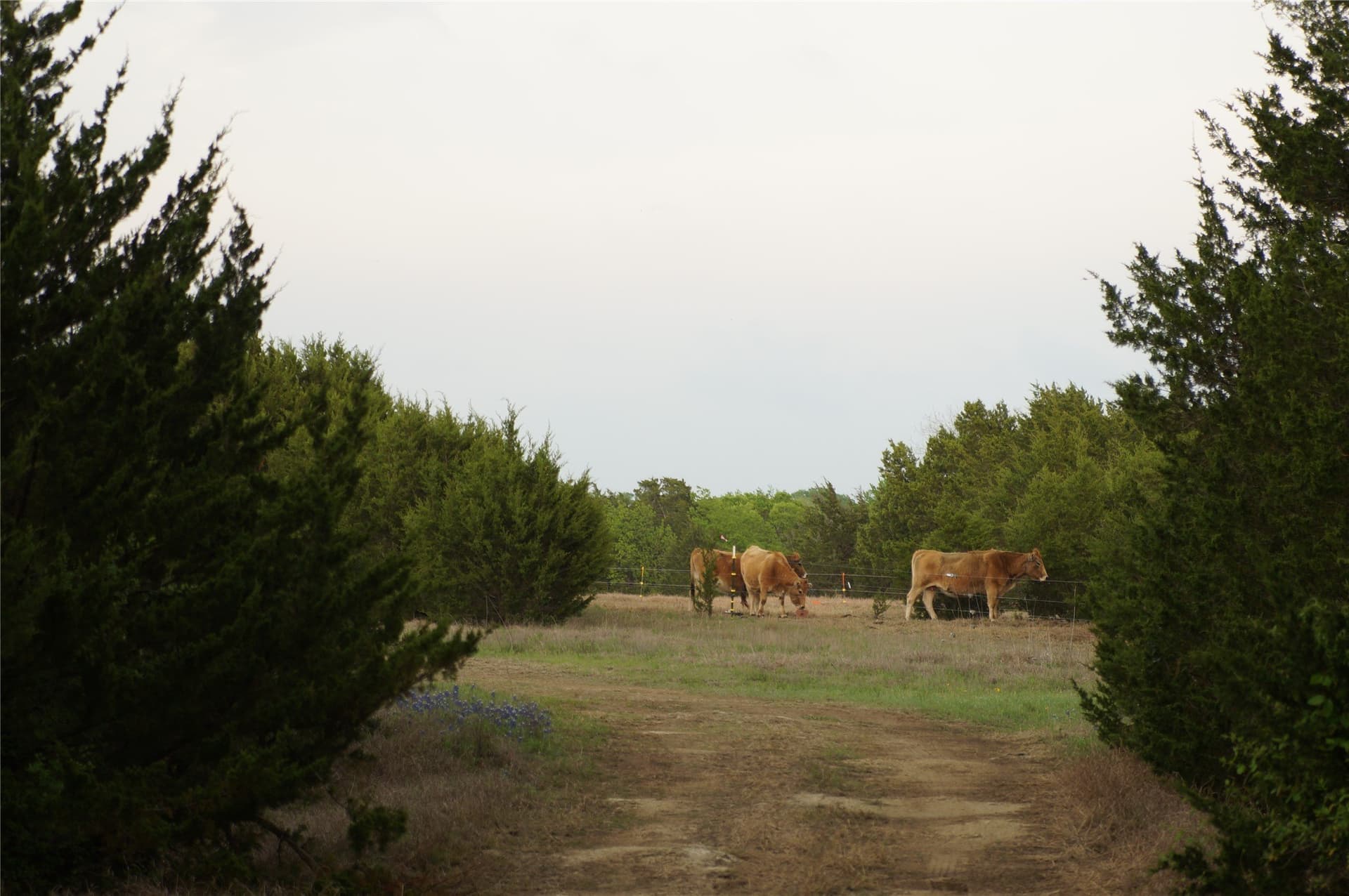 44.94 acres in Dallas County - photo 25