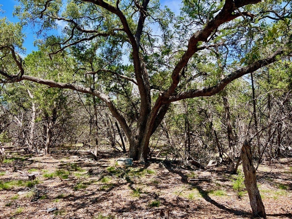11.94 acres in Blanco County gallery image 4